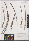 Foto von Salix excelsa S. G. Gmel.
